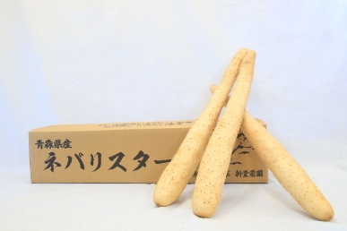 令和6年度産 青森県産ネバリスター(ながいも)